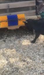 Scratch Post for Goats 5