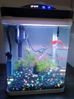 2 gallons fish tank 5