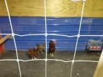 Chicken House 5