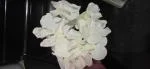 White hydrangea  2