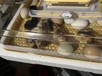 Vevor Incubator 5
