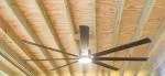 Great Fan 5