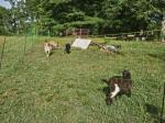 Electric fence. 5