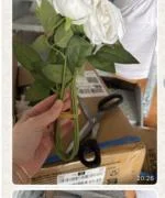 Roses arrivé plié en 2 a fuir !  1