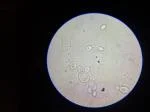review for microscope 4