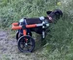 Sehr zufrieden, Hundi lernt wieder das Laufen 5