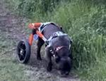 Sehr zufrieden, Hundi lernt wieder das Laufen 5