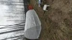Greenhouse 5