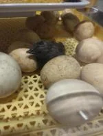 Great Incubator  5