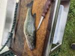 Fisher 5