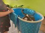 Baignoire Pliable Chien Station de Douche 5