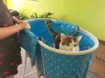 Baignoire Pliable Chien Station de Douche 5