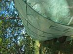 Homesteader 2