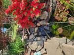 Pond Liner  5