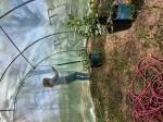 Homesteader 2