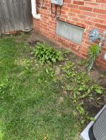 Side of house edging project went well 5