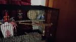 Love the bird cage I think they do too maybe idk 5