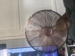Bronze Fan  5
