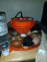 Have 5 new chicks! 4