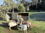 Sheep hobbyist 5