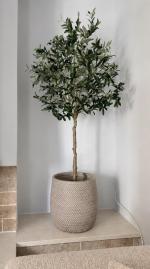 Tree 5