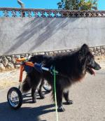 My dog is happy again 5