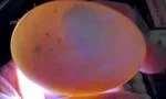 Vevor 400 Egg Incubator 2
