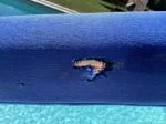 Handlauf für Pool 4