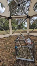 Gazebo/Voliera popup adatta ai miei pappagalli. Montaggio 2 minuti davvero rapido, solido e piacevole! 5