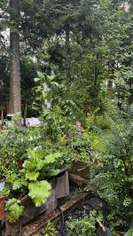 The solution provided are just a little quantity you will need to invest about 70$ to complete a vegetative cycle 4