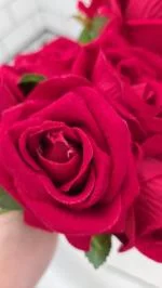 Gorgeous Roses… Funky Smell 😂 3