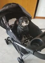 Sono felice del passeggino  4