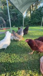 Good chicken tractor alternative! 5