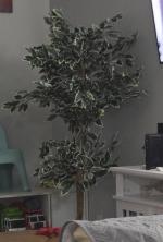 Magnifique arbre 5