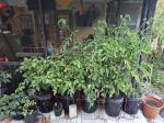 Long lasting, easy to use and plants love them! 5