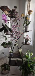 Meuble pour plantes grand modèle  5