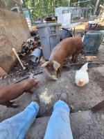 Raise pasture pigs with confidence  5