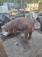 Raise pasture pigs with confidence  5