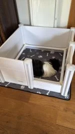 Les dimensions sont parfaites pour une petite chienne 5