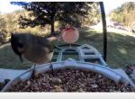 Video bird feeder 5