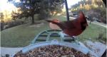 Video bird feeder 5