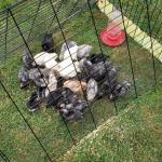 Chicks are happy 5