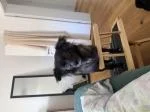 Hund nimmt sie gut an 5