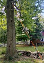 Do not stand directly below the limb you are cutting off! If you do you will be sorry hahah I am a totally satisfied customer  5