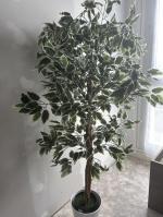Plante assez réaliste  5