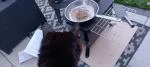 Brilliant little cooker 5