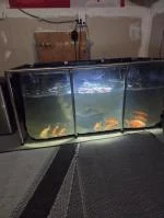Clear window is awesome and I have 11 fish. Perfect size  5