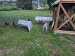 Chick fun!  5