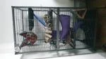 Cage rat 4