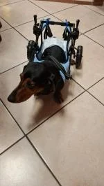 Per un bassotto di 8 kili ci vuole M 5
